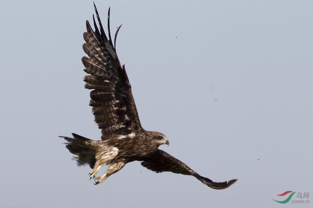 鹰舞高原--祝青海版腾飞