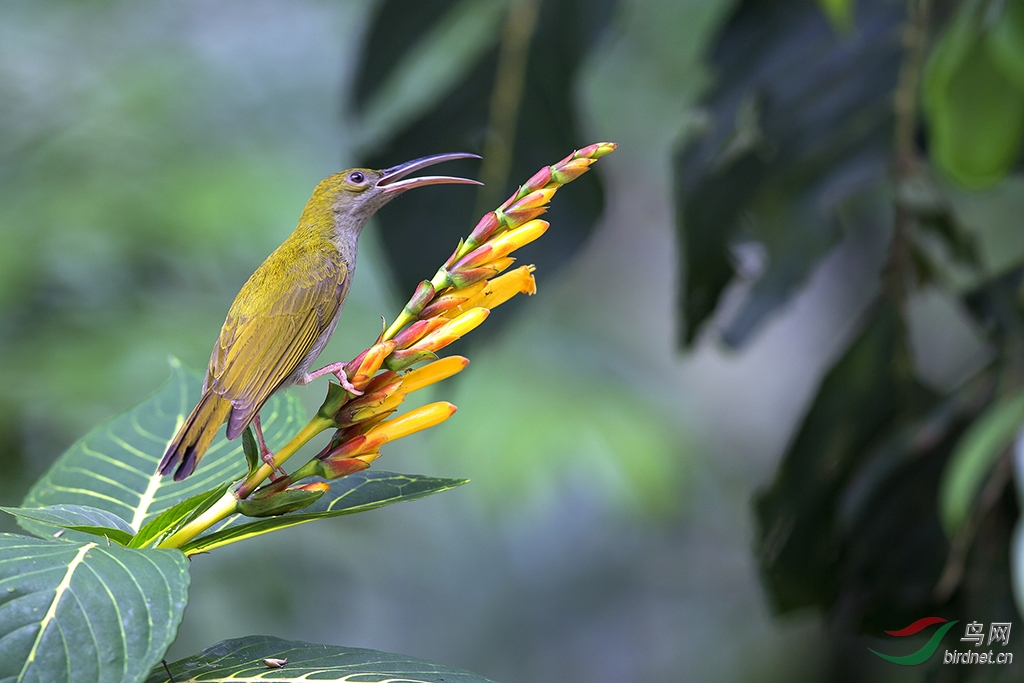 捕蛛鸟一组 - 上海版 Shanghai 鸟网