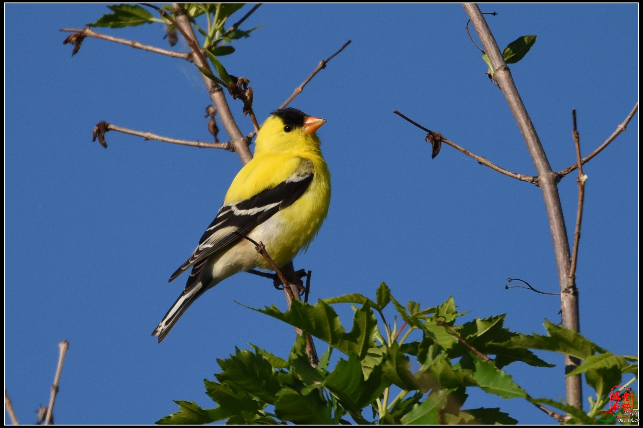 美国明州拍鸟--美洲金翅雀