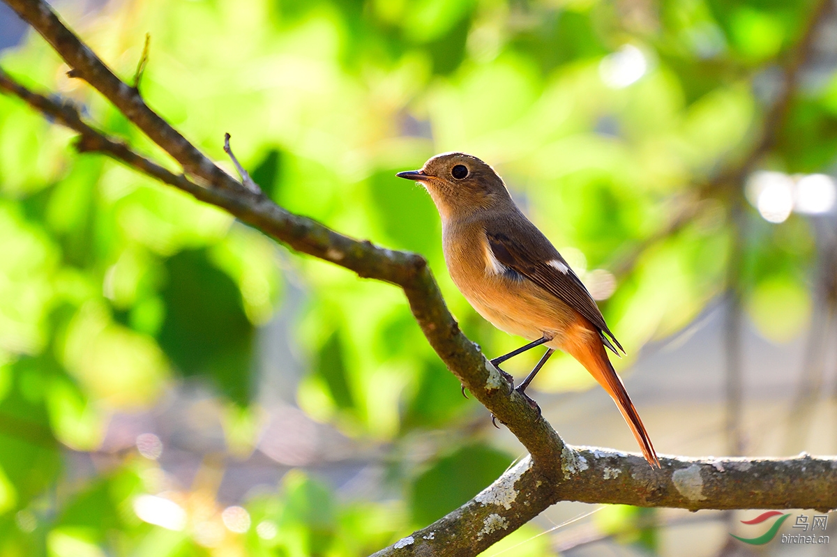 尼康200-500F5.6开光照 - 福建版 Fujian 鸟网