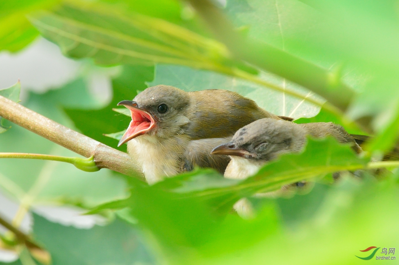 【凑数贴】唱山歌,这边唱来那边合 - 鸟类文化