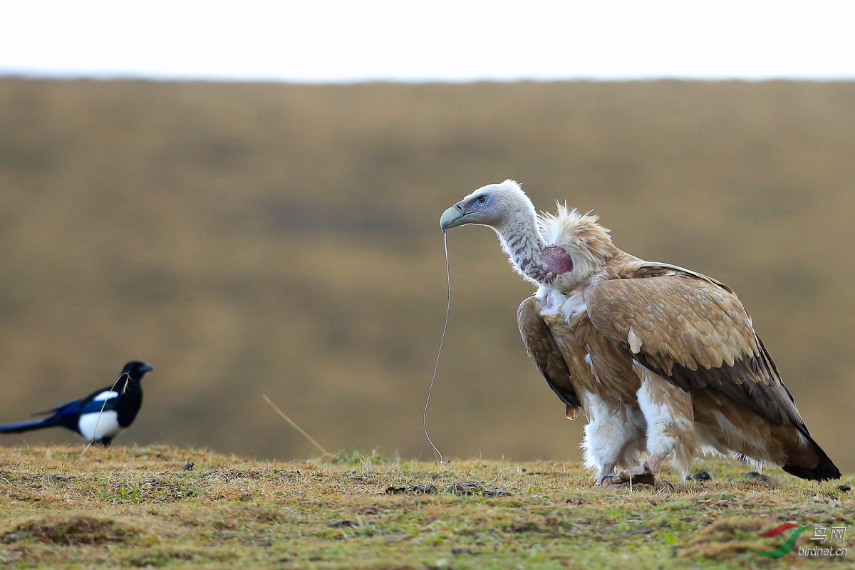 (高山兀鹫)高山兀鹫真相 himalayan griffon(贺获首页