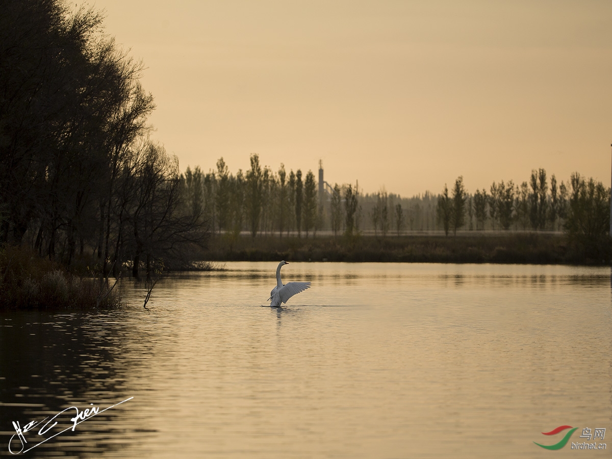 天鹅舞(视频) - 视频版 Video 鸟网