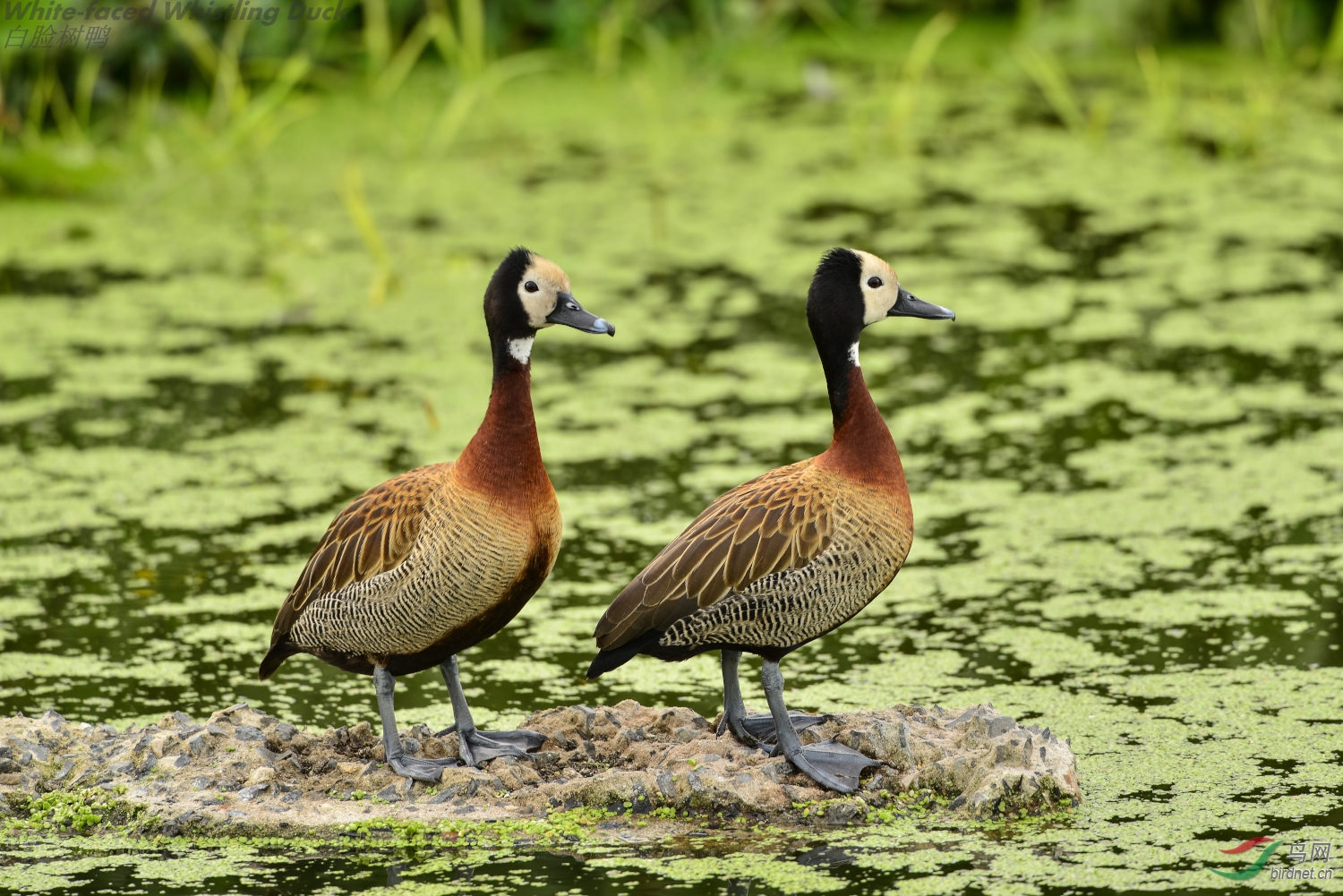 duck white-faced whistling 白脸树鸭_01.jpg