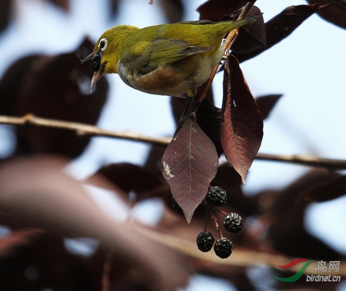 绣眼鸟 - 野生动物版 鸟网