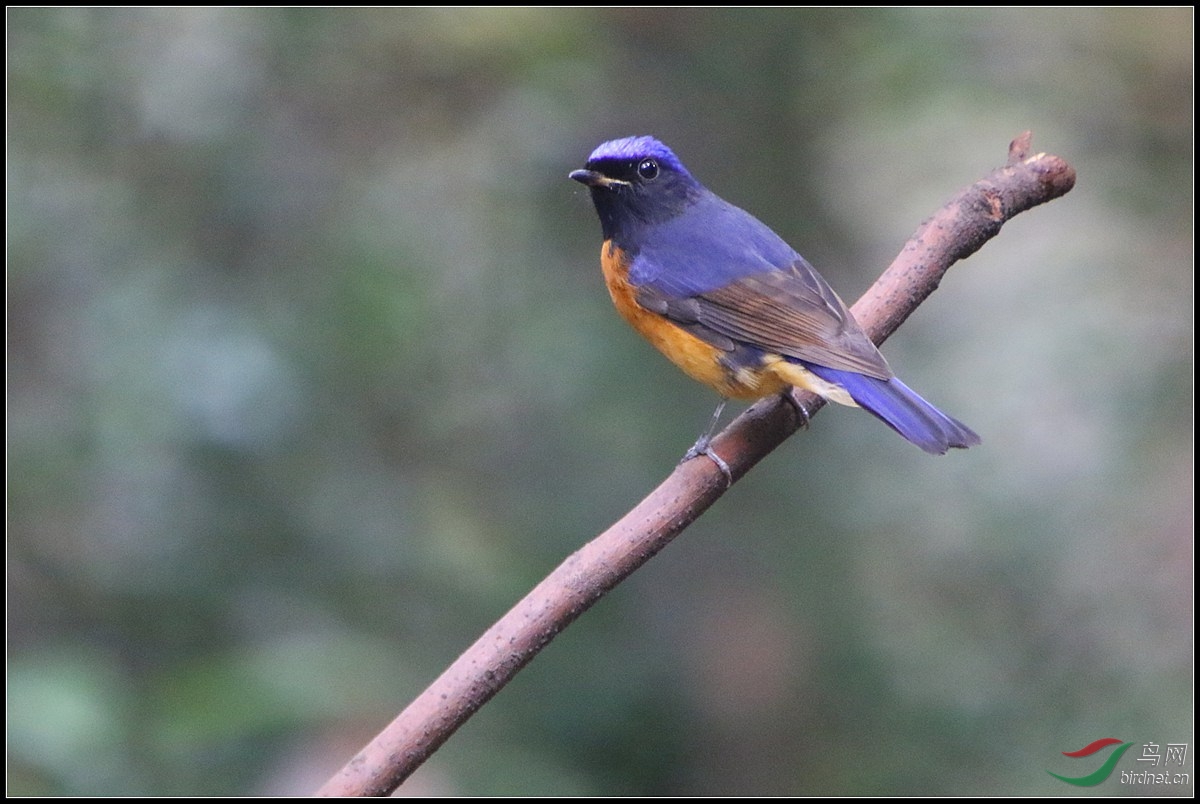 如何辨别棕腹仙鹟和棕腹大仙鹟? - 鸟类识别 B