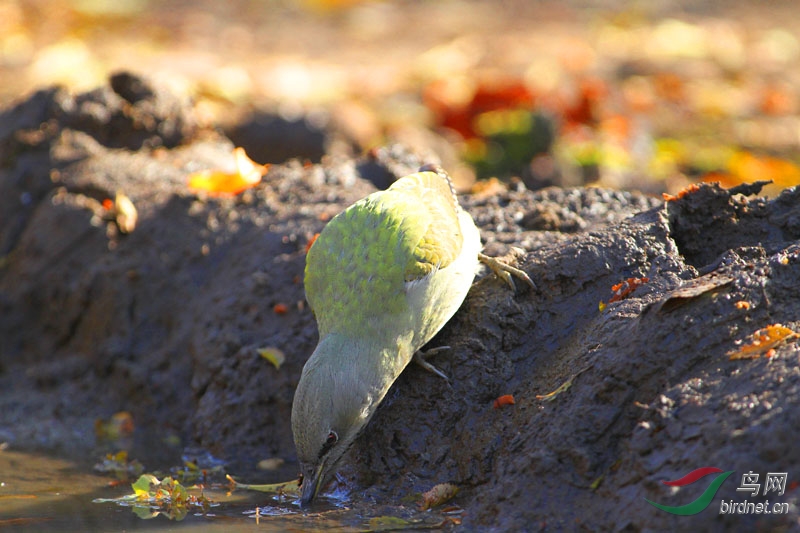 灰头绿啄木鸟饮水【喝水的啄木鸟很少】