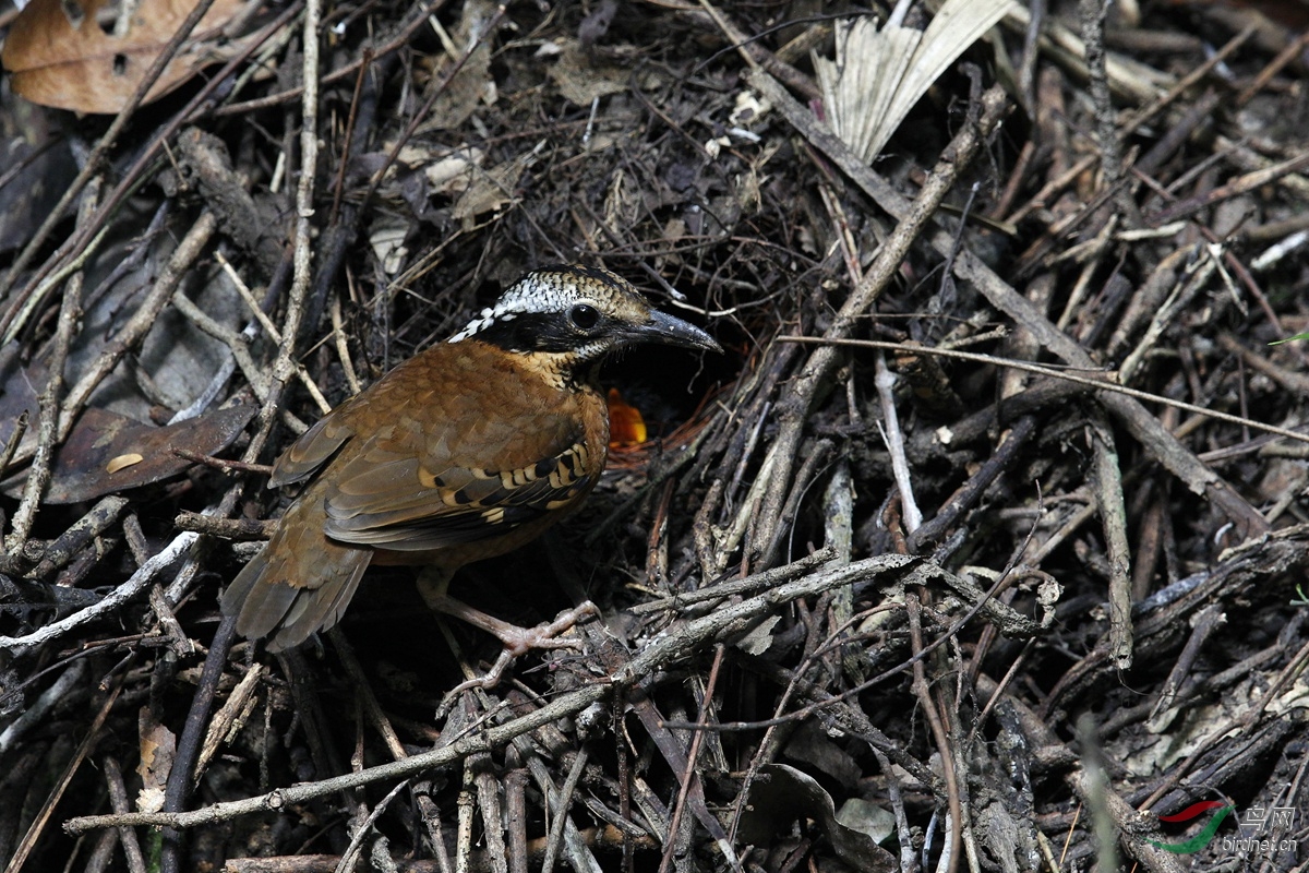 双辫八色鸫 eared pitta (hydrornis phayrei) 史上最好拍的一年