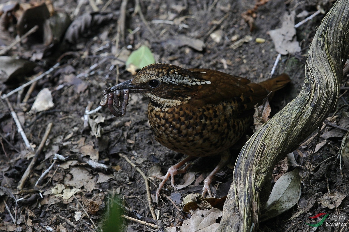 双辫八色鸫 eared pitta (hydrornis phayrei) 史上最好拍的一年