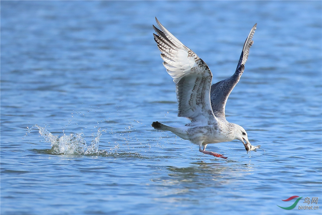 鸟网APP,棒 - 吉林版 Jilin 鸟网