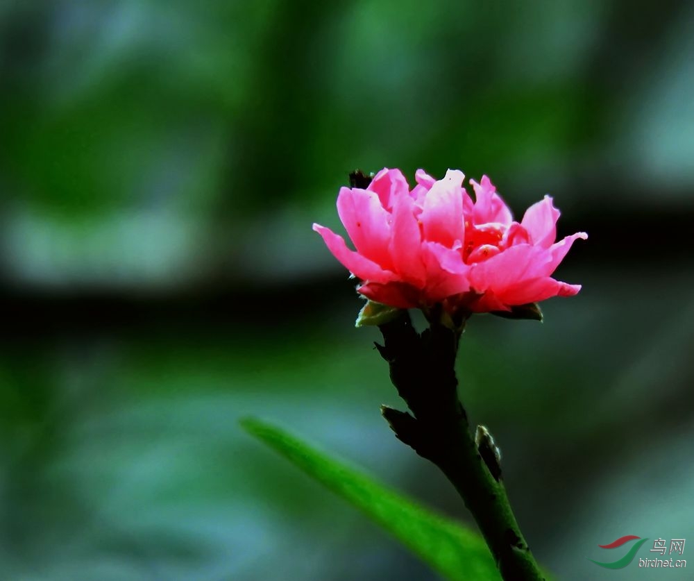 又见桃花开 - 地理风光版 Geography 鸟网