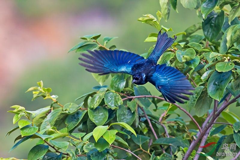 祝贺鸟网移动APP成功上线! - 北京版 Beijing 鸟网