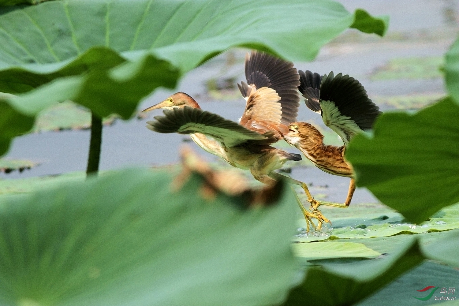 妈妈、妈妈你别走 - 游禽和涉禽 鸟网