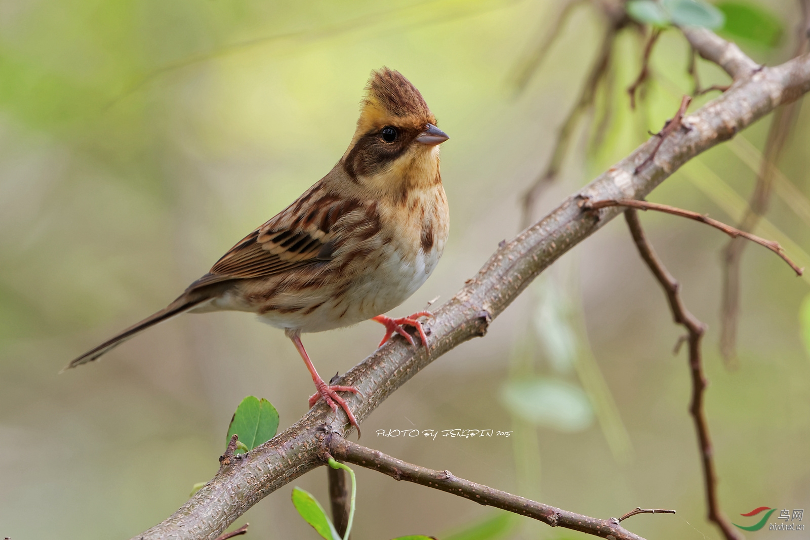 黄喉鹀#emberiza elegans