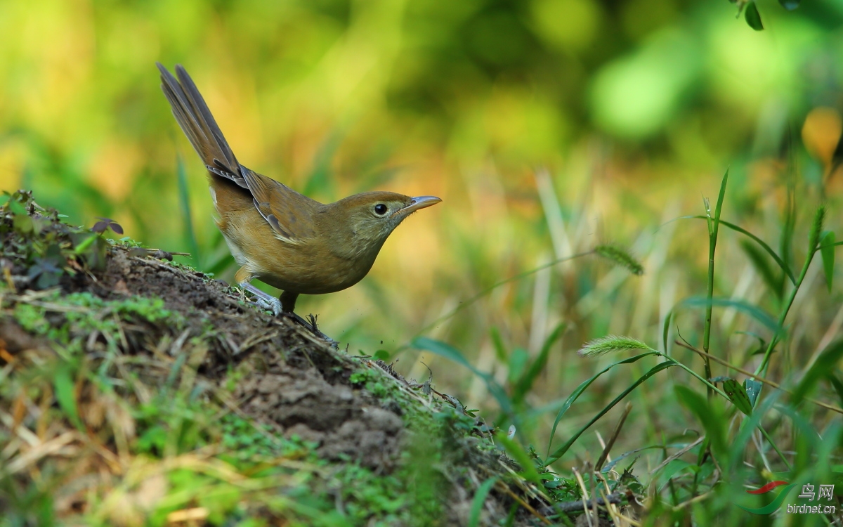 翘尾巴的三道眉草鹀和厚嘴柳莺 - 河北版 Hebei 鸟网