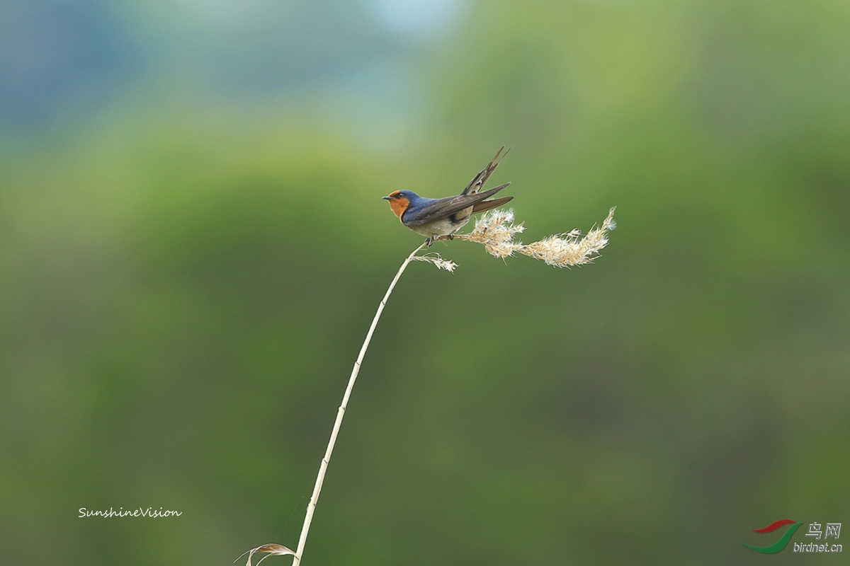 随风摇摆 - 鸣禽和攀禽 鸟网