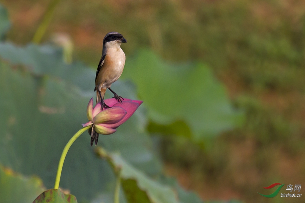 来去匆匆 - 湖南版 Hunan 鸟网