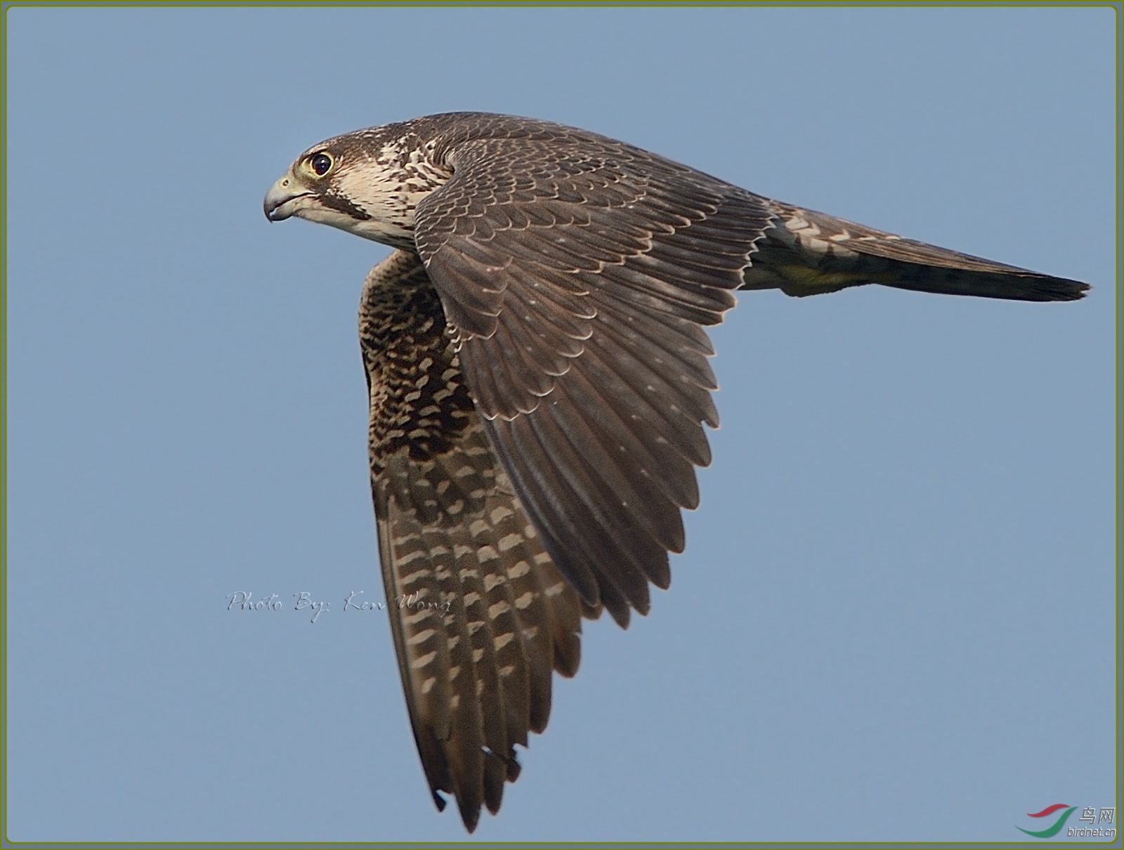 peregrine falcon 游隼