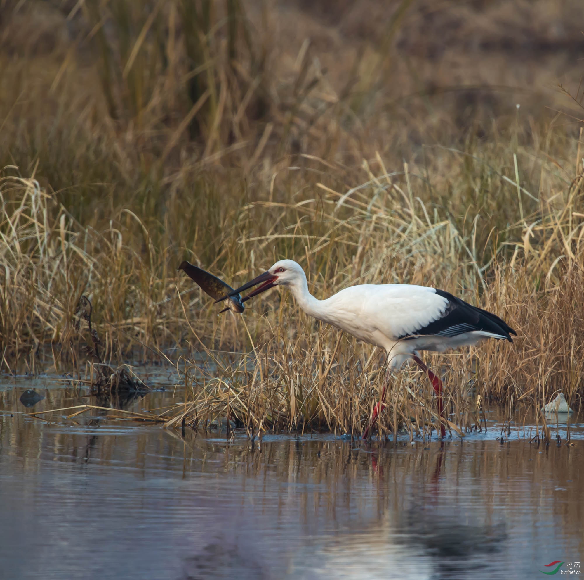 捕猎高手! - 内蒙古版 Neimenggu 鸟网