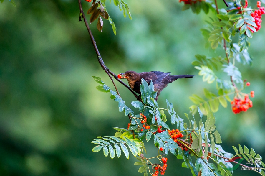 红豆最相思一组图