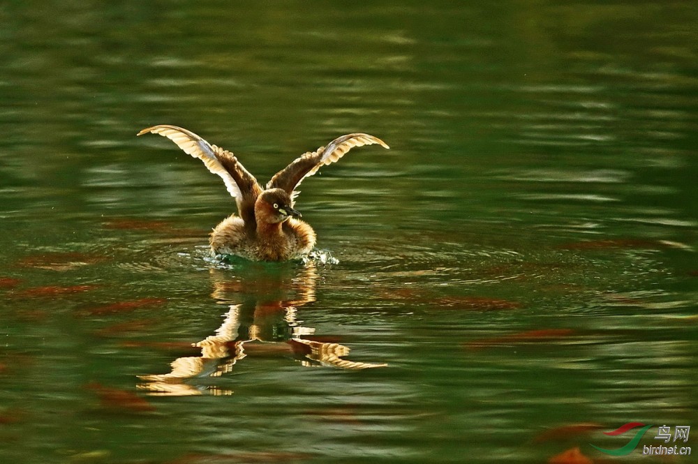 停电怎么办App手机帮您办 - 山东版 Shandong