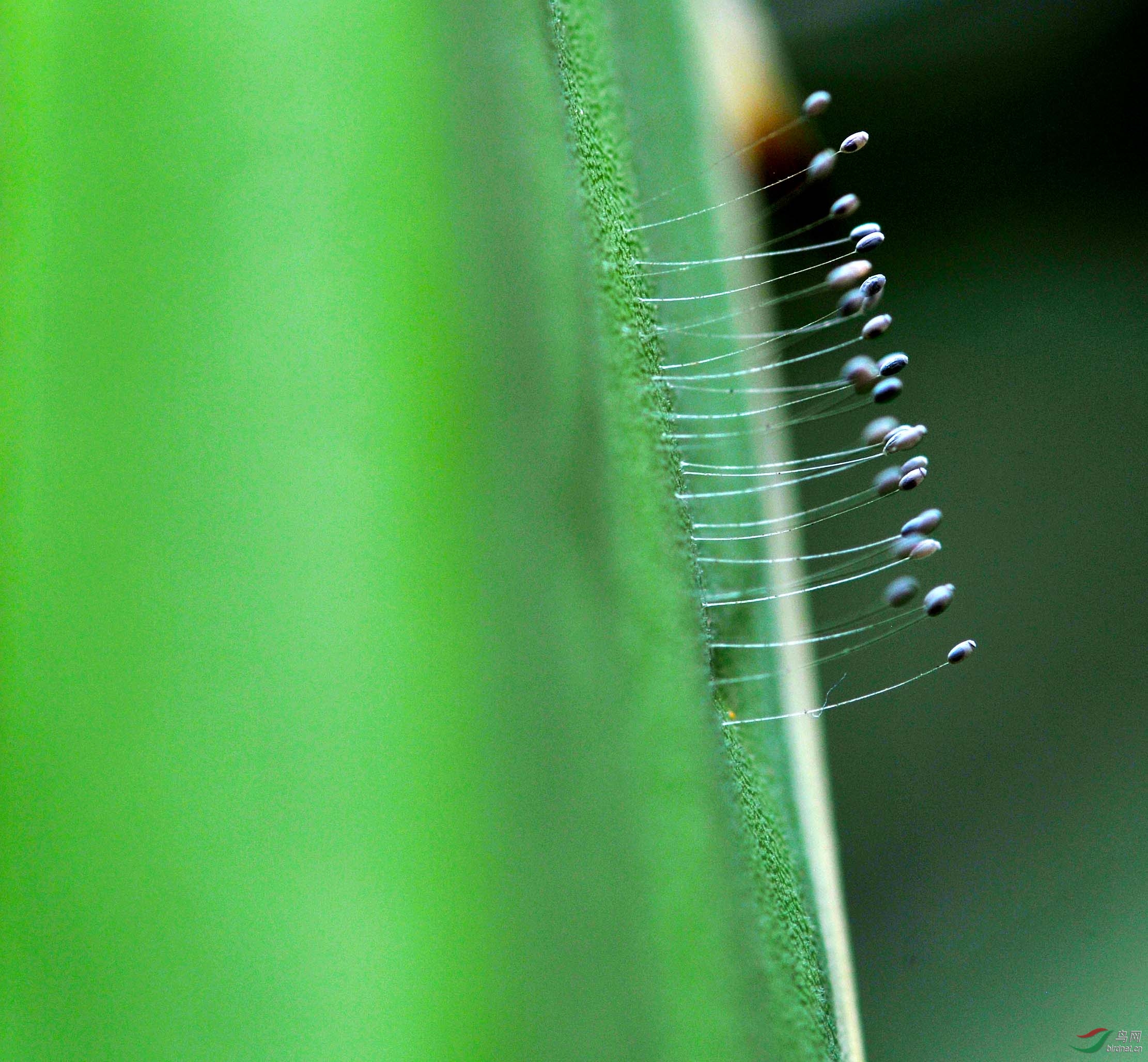 地球上繁殖最快最具破坏性的害虫之一——蚜虫|蚜虫|害虫|破坏性_新浪新闻