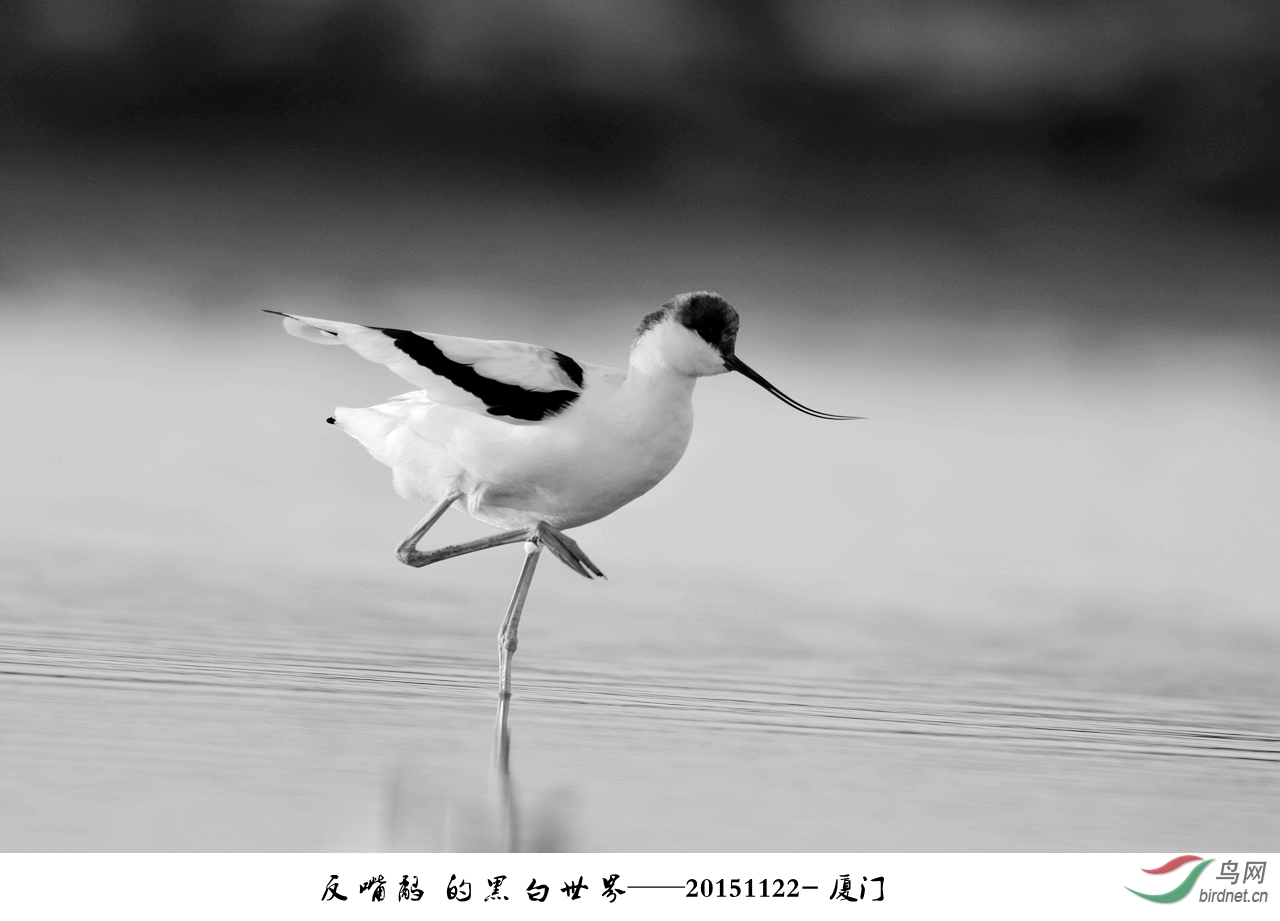 给力,在阳光直射下表现这种白色羽毛宽容度不够,   所以简单做成黑白