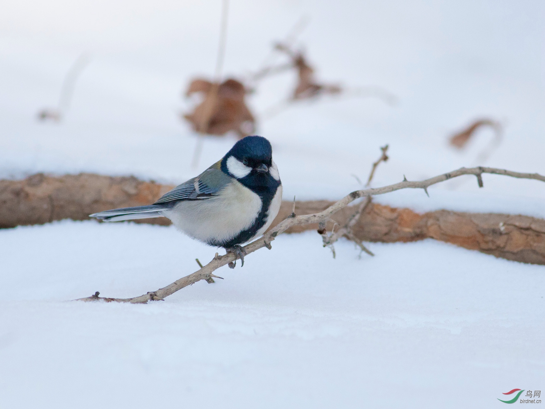 下雪了,去看看雪后小鸟,该走的都走了,看到的都是留鸟了.