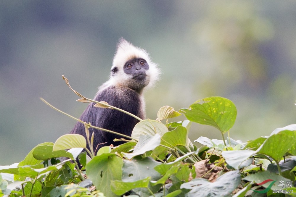 白头叶猴,试哈APP发贴 - 野生动物版 鸟网