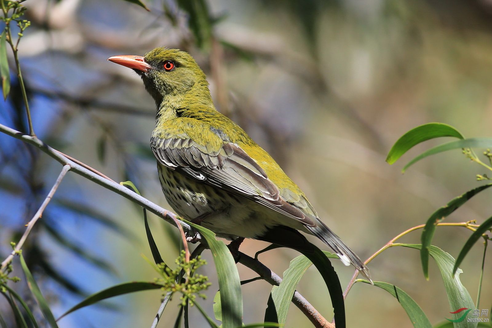 澳洲拍鸟-堪培拉黑山-绿背黄鹂