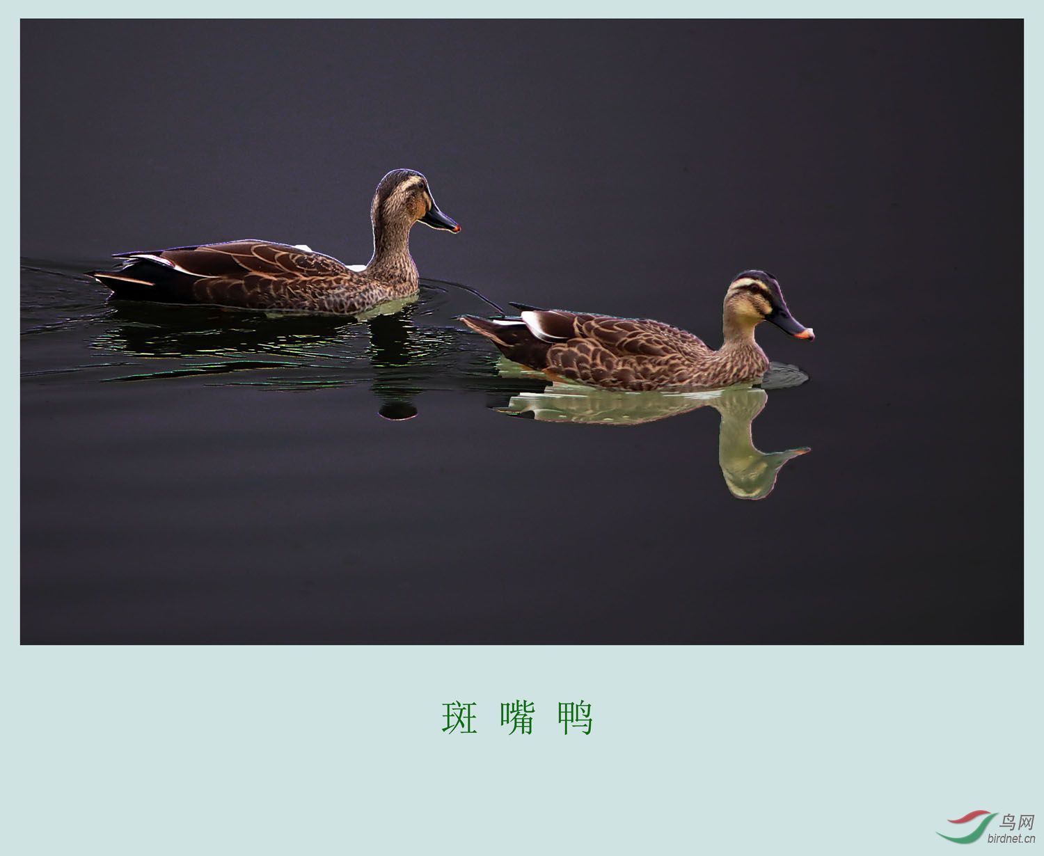 周二愉快 - 重庆版 Chongqing 鸟网