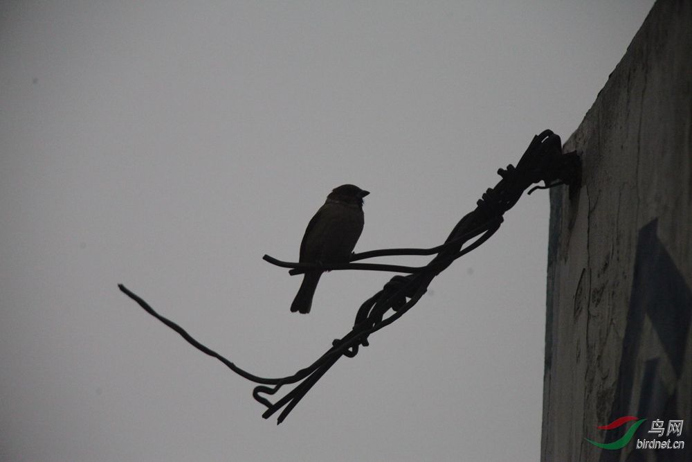 就自己骗自己吧 - 鸣禽和攀禽 鸟网