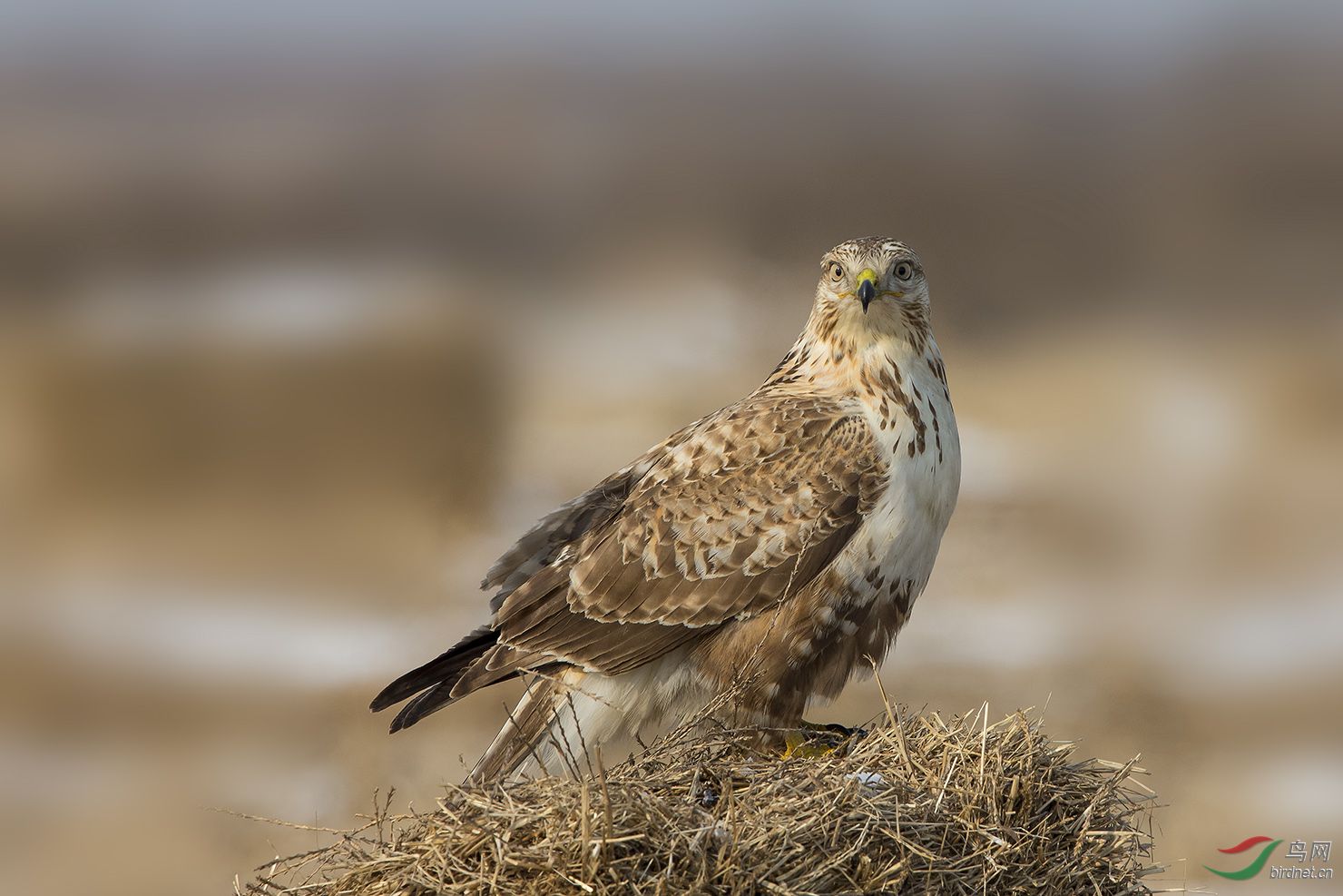鵟兄,让我瞧瞧又不跟你抢 - 视频版 Video 鸟网