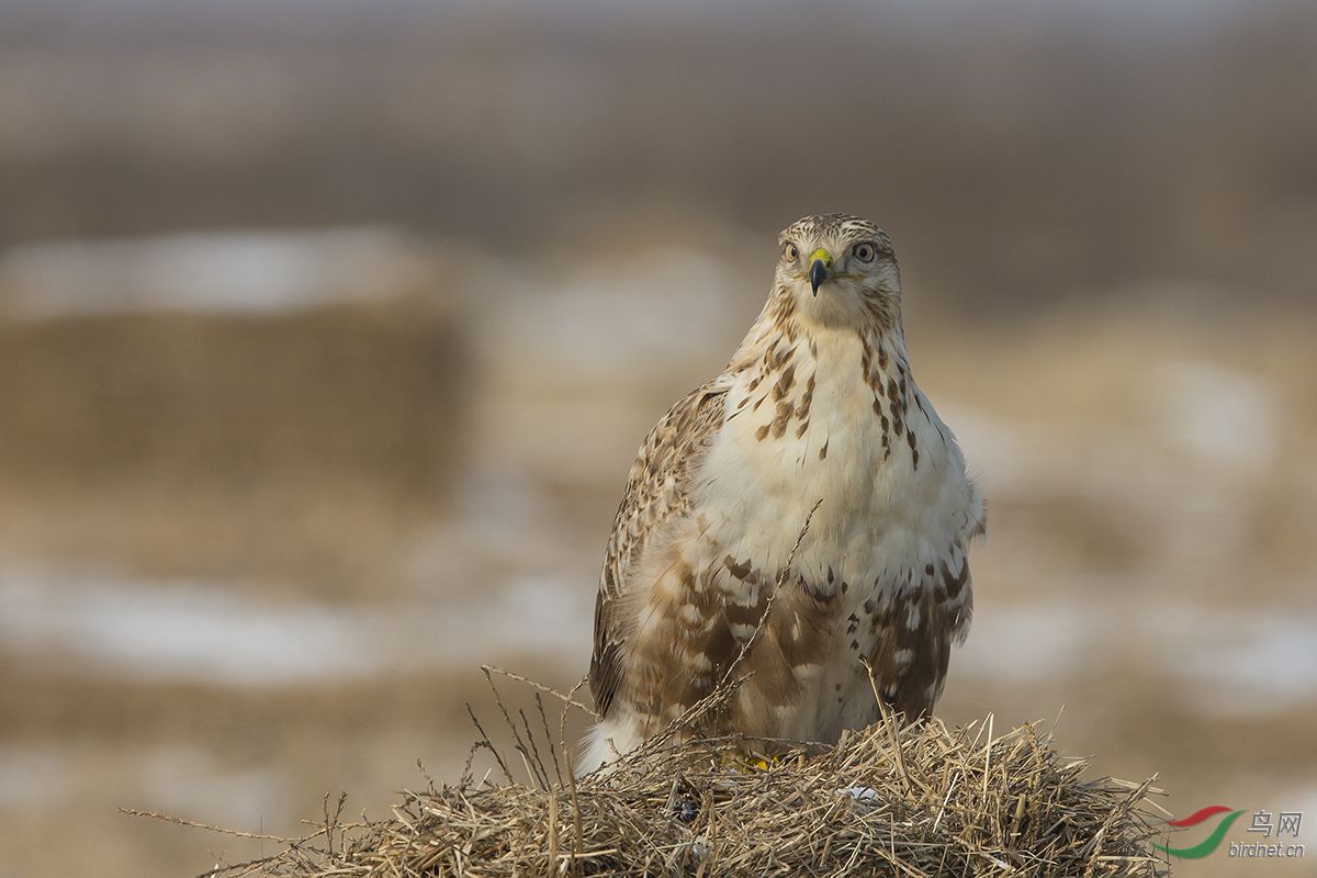 鵟兄,让我瞧瞧又不跟你抢 - 视频版 Video 鸟网