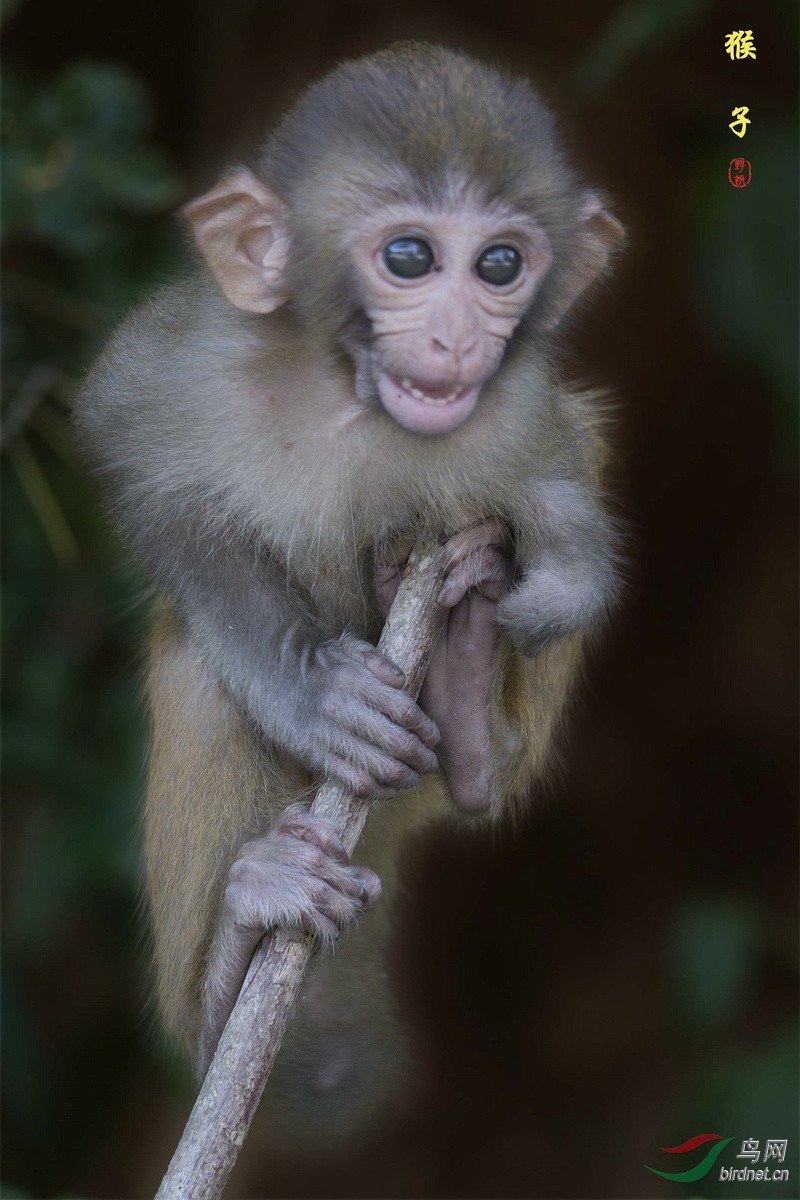 小猴子找妈妈(二) - 海南版 Hainan 鸟网