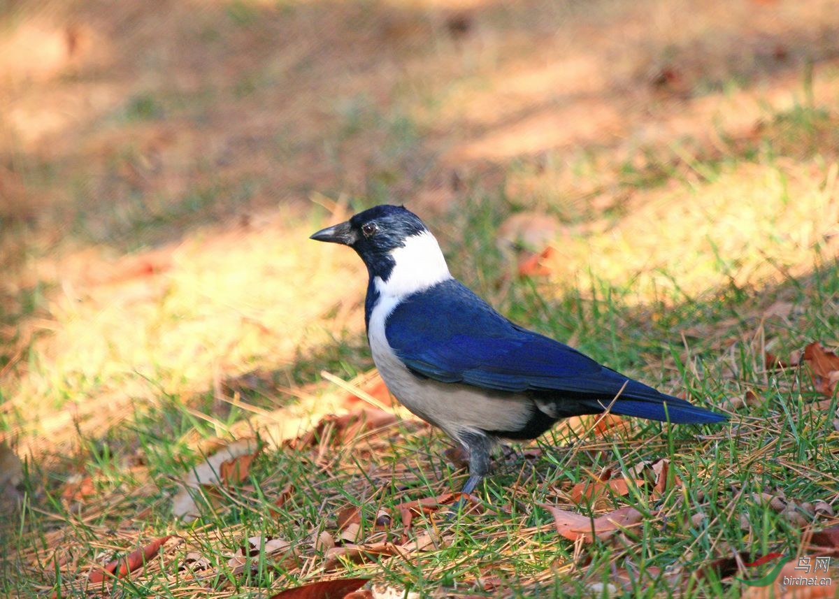 达乌里寒鸦 - 辽宁版 Liaoning 鸟网