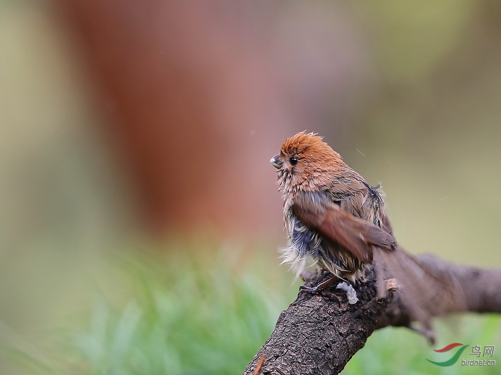 英文名:vinous-throated parrotbill),俗称黄腾鸟,黄豆鸟,天煞星,一种