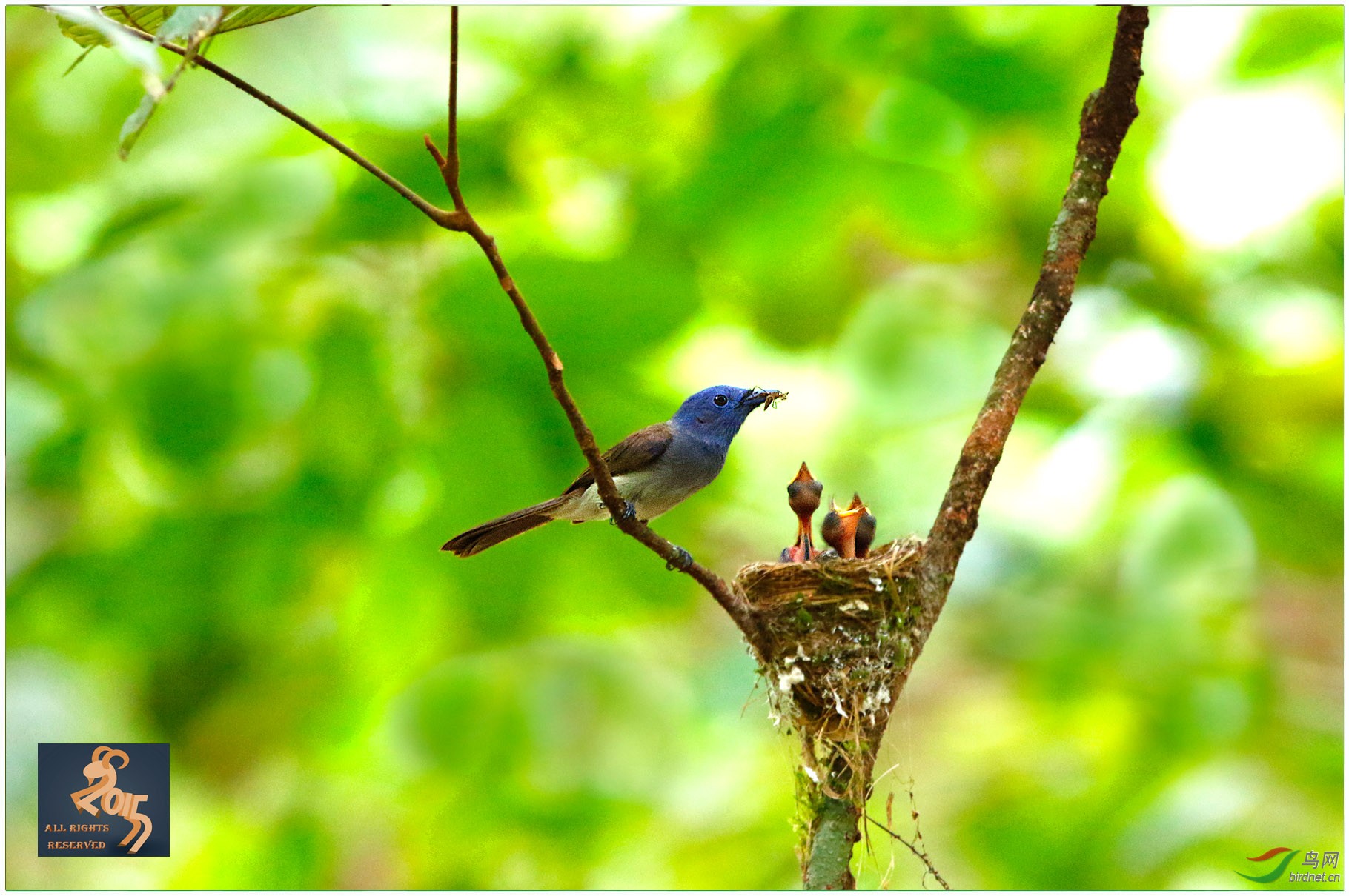 小仙鹟育雏 - 四川版 Sichuan 鸟网