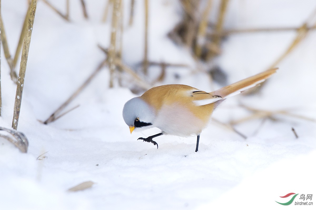 雪地文须雀