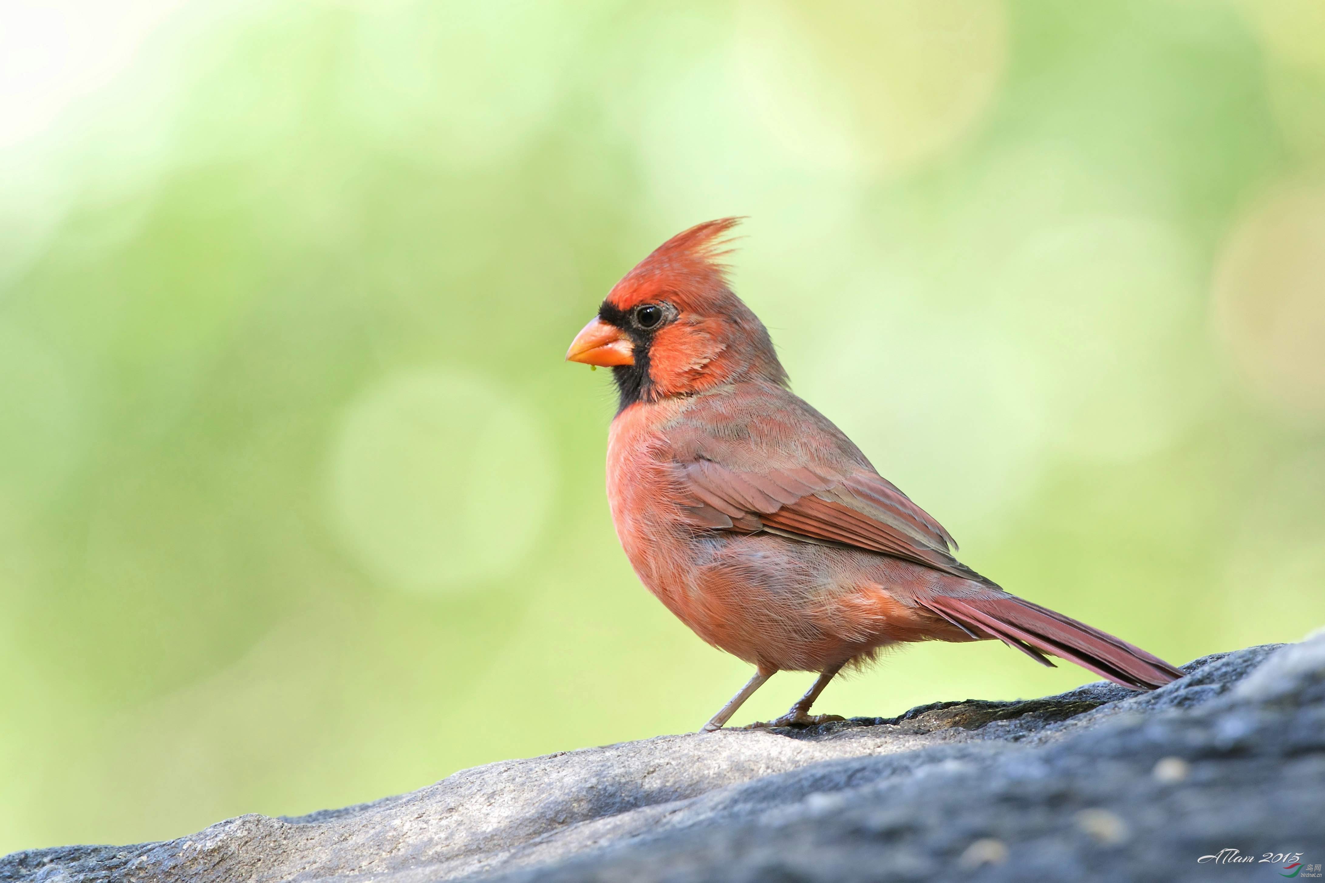 northern cardinal(北美红雀)