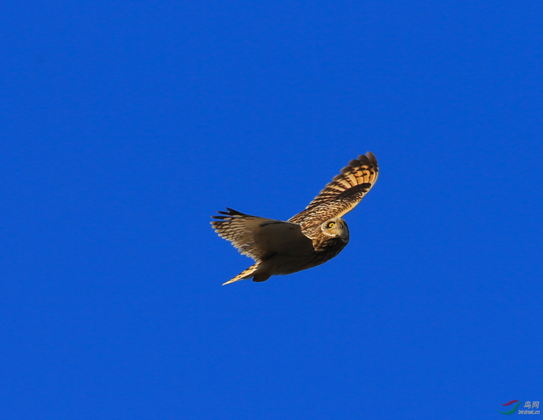 夜猫子“翱翔在蔚蓝色的天空