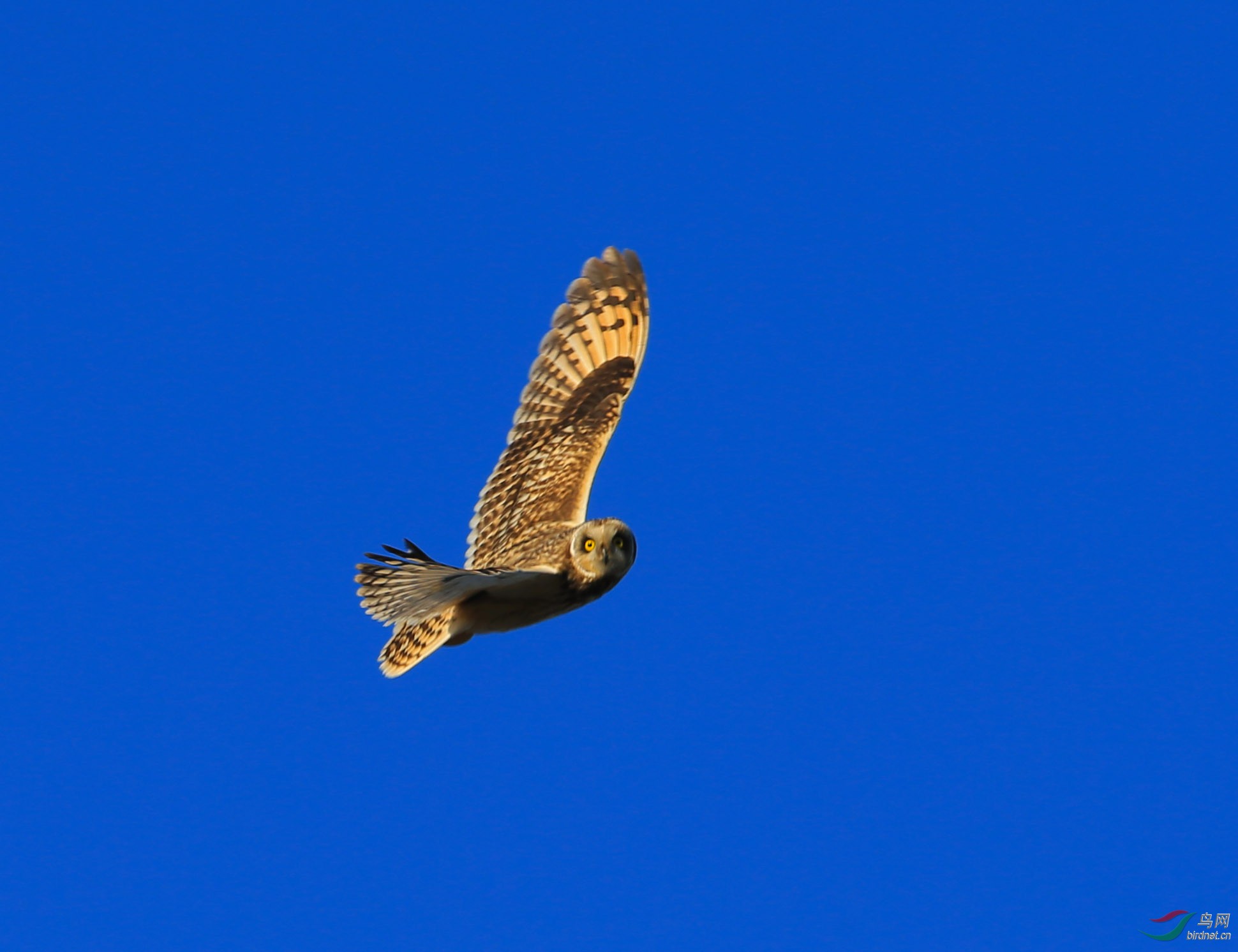 夜猫子“翱翔在蔚蓝色的天空