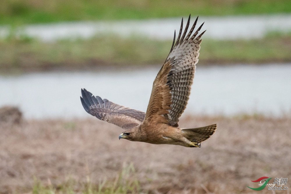 白腹隼雕bonelli"s eagle