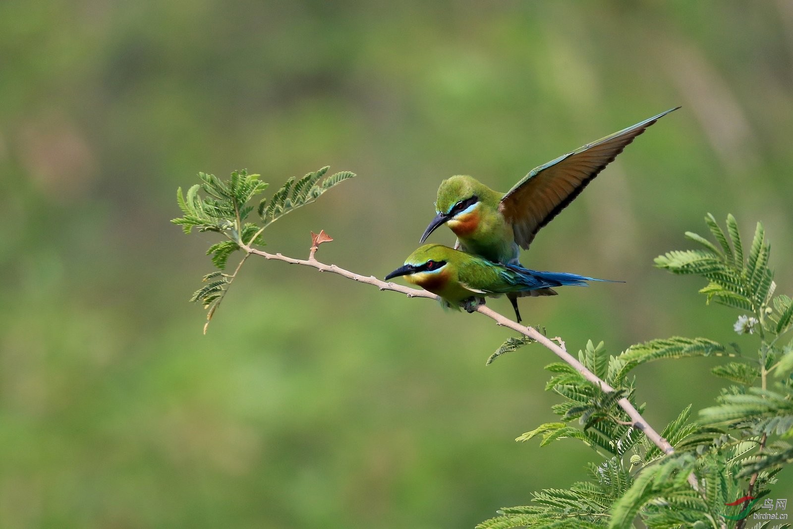 栗喉蜂虎惊艳的双鸟舞 - 陕西版 Shanxi 鸟网