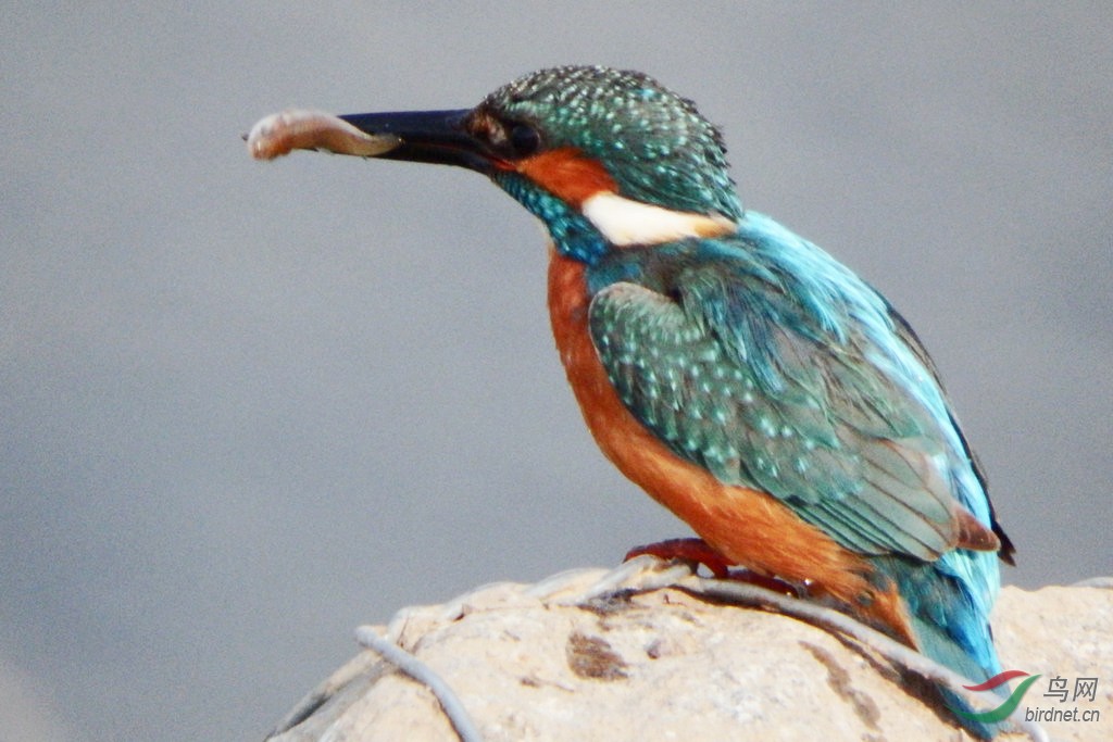 翠鸟捕鱼 - 青海版 Qinghai 鸟网