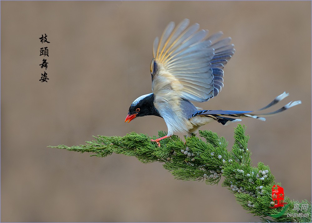 《红嘴蓝鹊的风采》 - 鸣禽和攀禽 鸟网