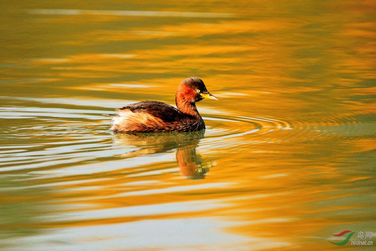 金色的湖面 - 观鸟园地 Birdwatching Corner 鸟
