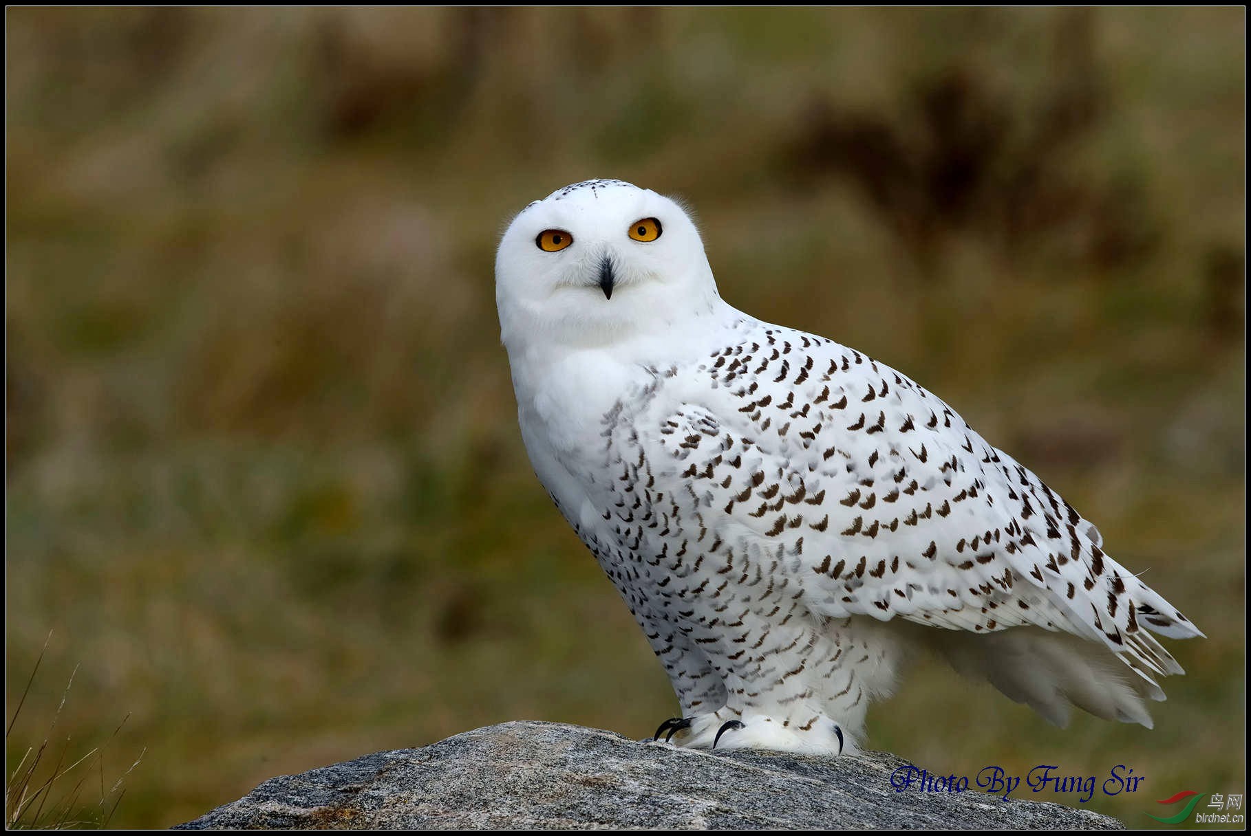 雪鸮(snowy owl)