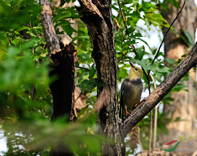 一只林中鸟 - 湖北版 Hubei 鸟网