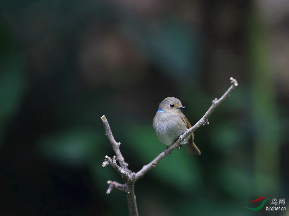 小仙鹟 - 艺术创意版 鸟网